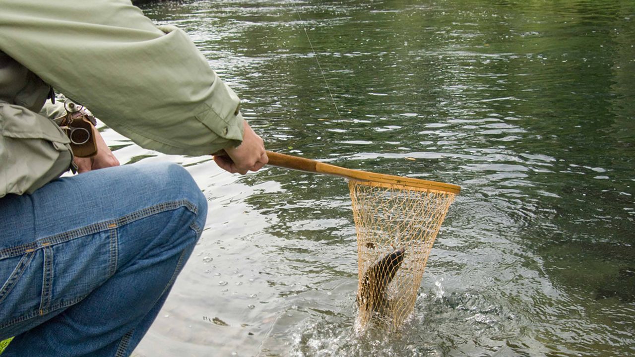 Ohio to start stocking rainbow trout March 15