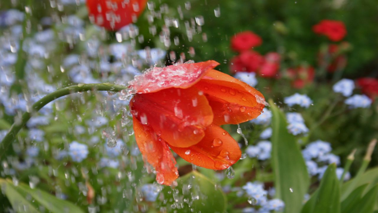 Rainfall splashes garden flower