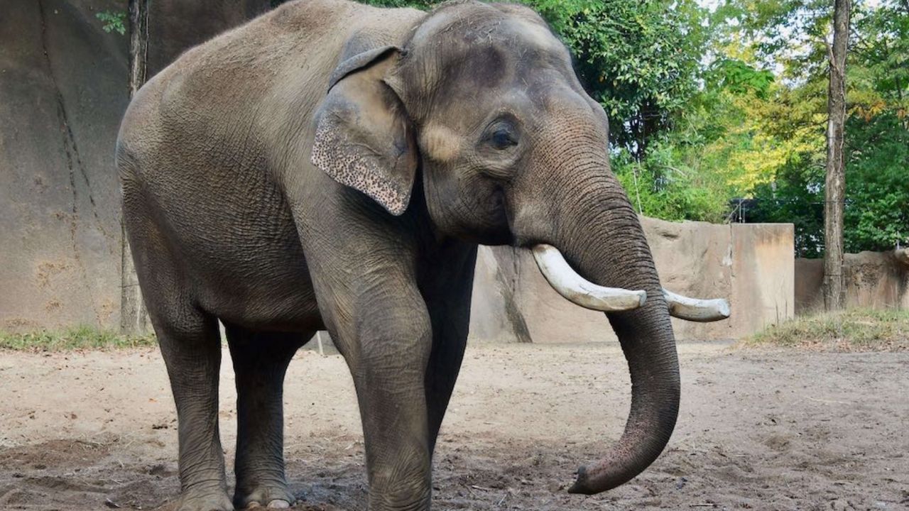 Raja, the male bull elephant, walks around his enclosure at the St. Louis Zoo.