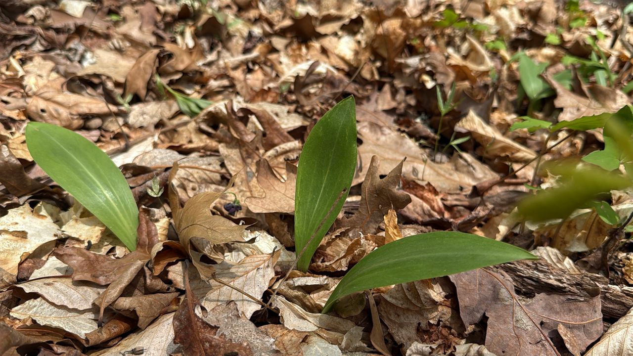 Is harvesting ramps bad for the plant?