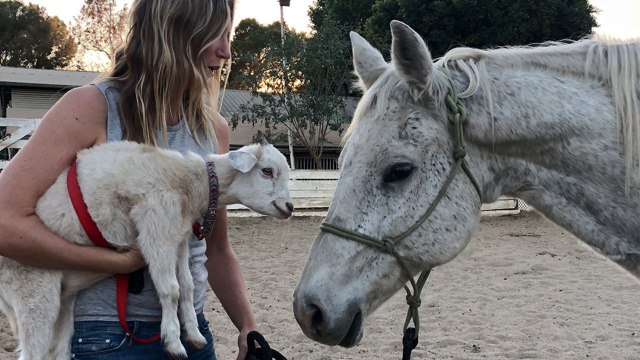 Animals are shown at Silver Spur Stables in Glendale (Courtesy: Spectrum News 1)