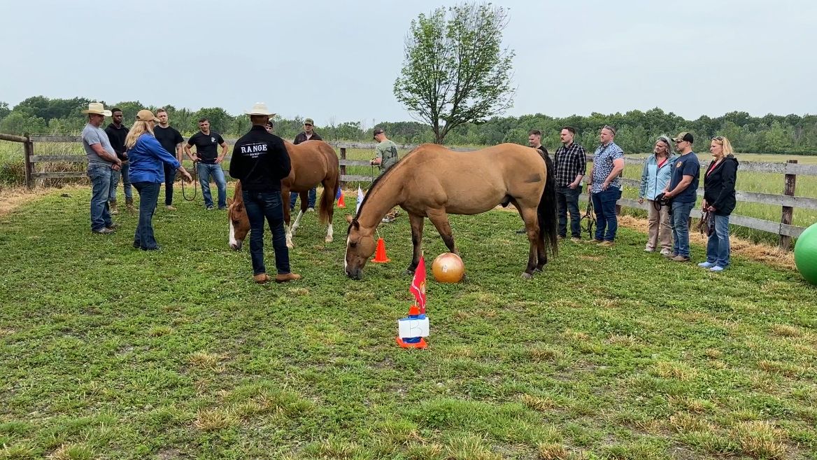 Range Ranch uses equine therapy for vets, first responders