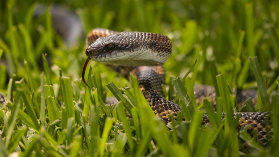 FILE- Texas rat snake. Image/Justin Jensen, Flickr