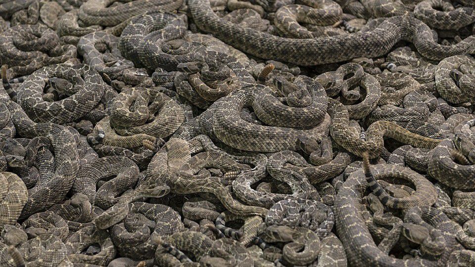 Stock photo of rattlesnakes (Pixabay)