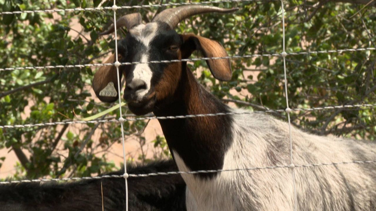Goats eat for fire prevention at the Ronald Regan Presidential Library