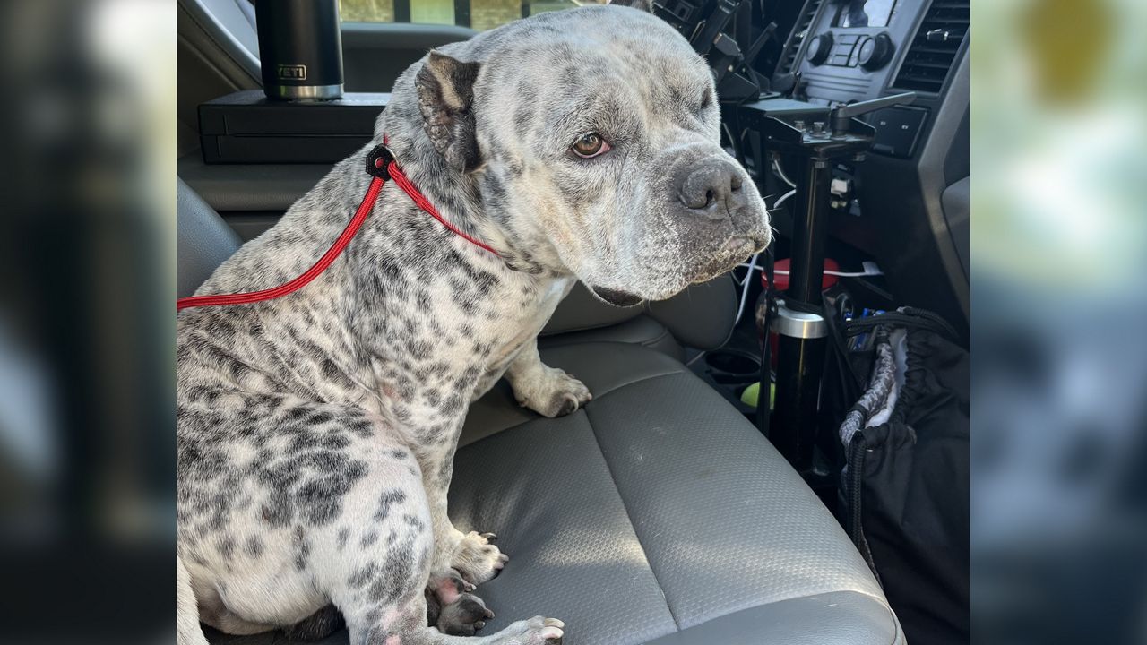 Officials with Palm Coast Animal Control say that when Rebel, a stray bully mix, was found on Dec. 8, he had a nail embedded in his paw and was so weak he could barely stand. (Photo courtesy of the city of Palm Coast)