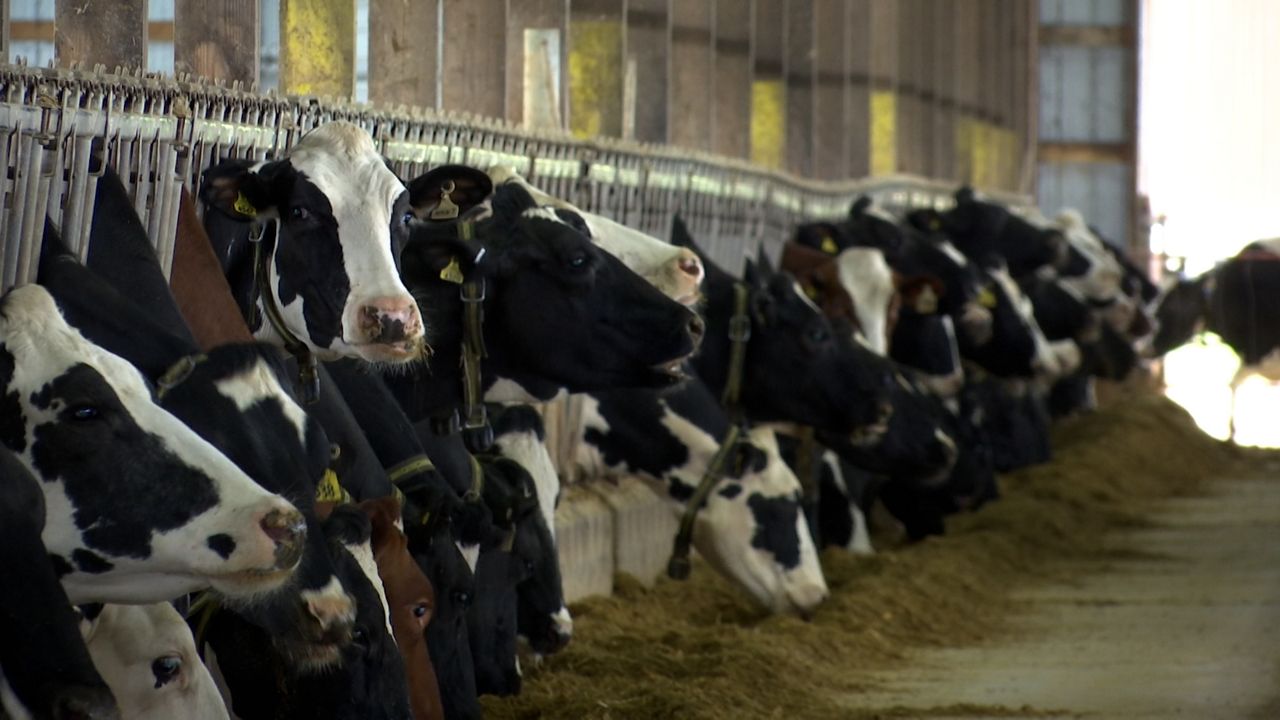 milking dairy cows