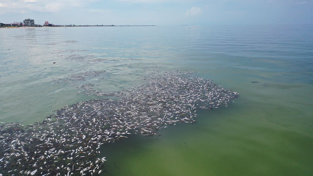 A number of dead fish float in water due to red tide. (Spectrum News)