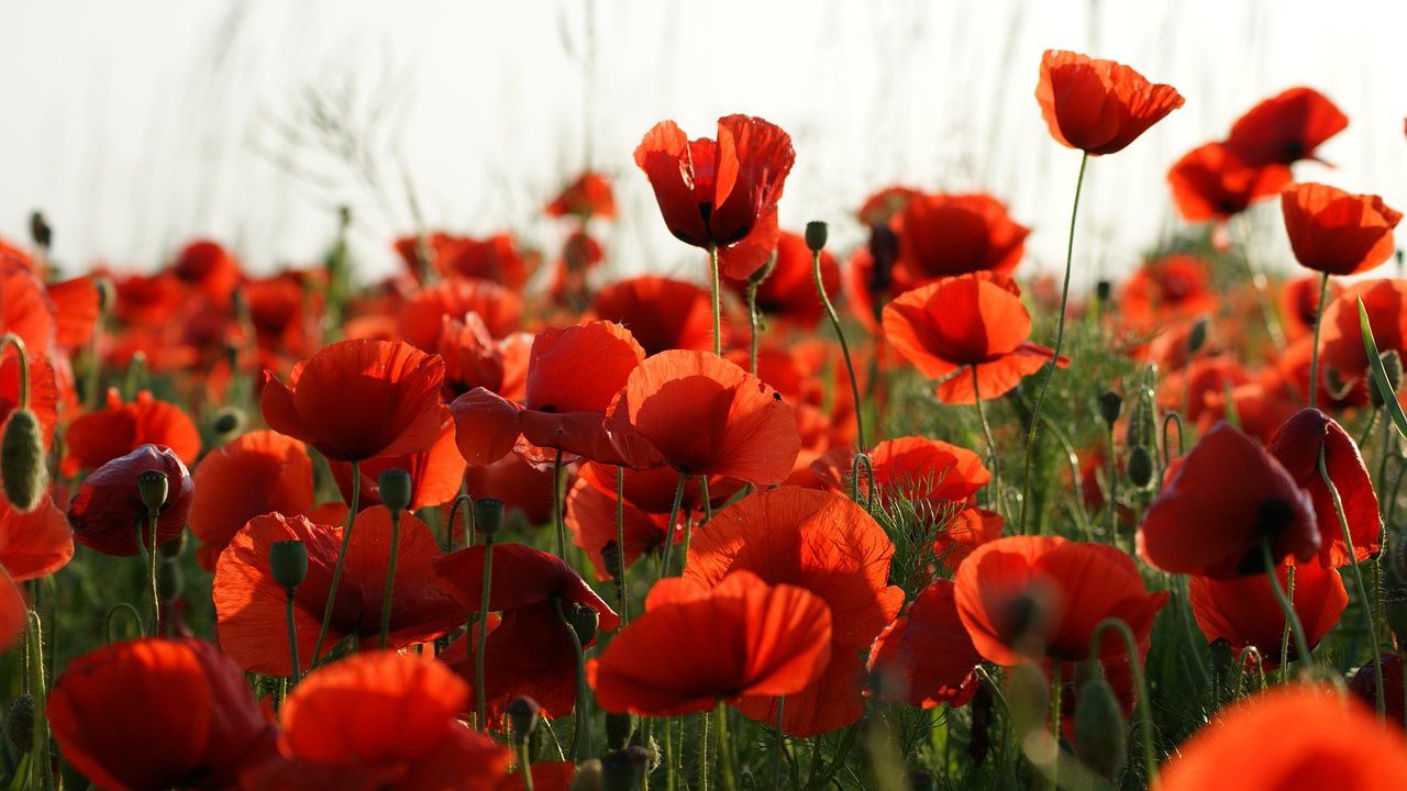 File image of red poppies. (Pixabay)