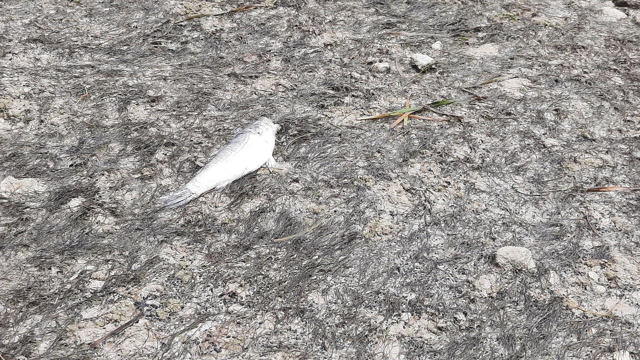 Red tide is still lingering and moving north in the Bay area