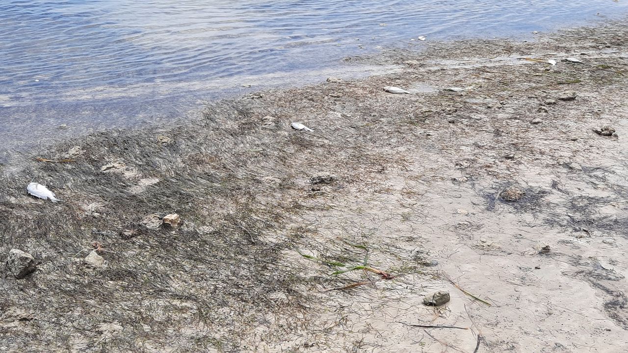 Red Tide Is Still Lingering And Moving North In The Bay Area