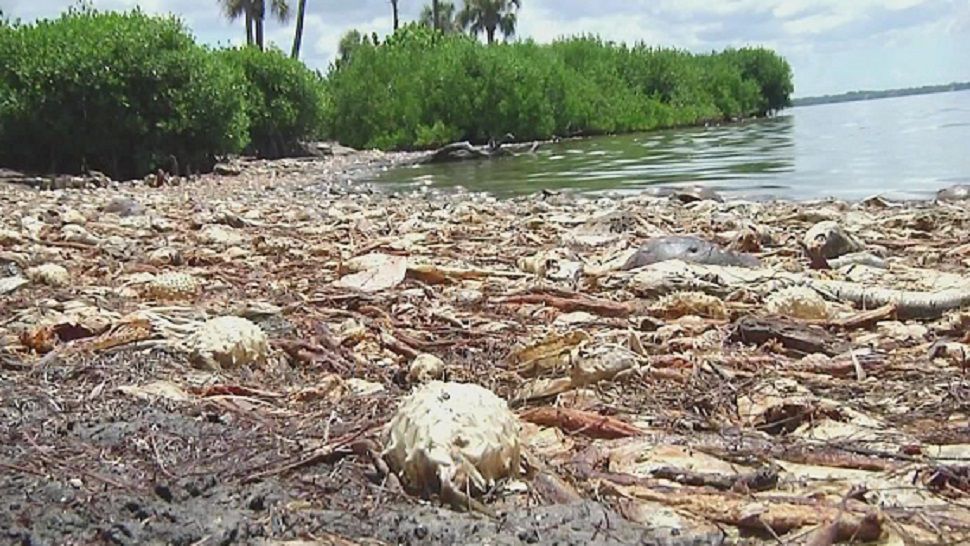 Fish killed by red tide in Manatee County. (Spectrum News file)