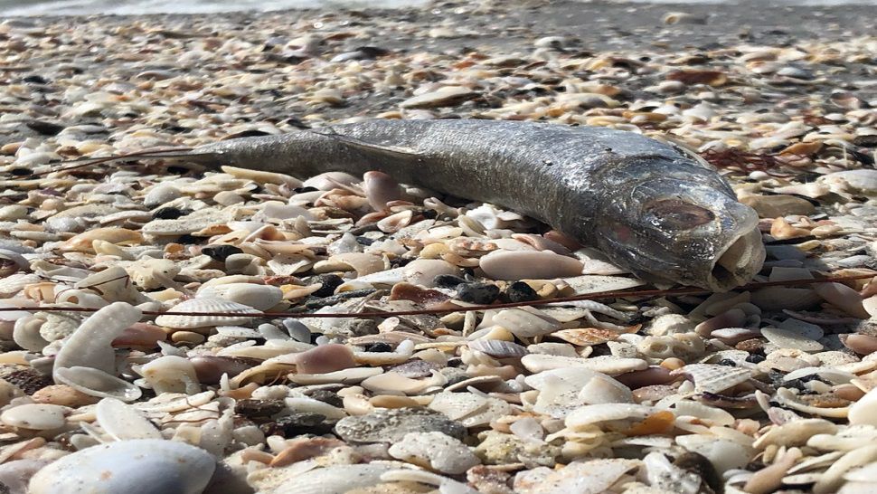 Red tide Dead fish on Indian Rocks Beach in Pinellas County