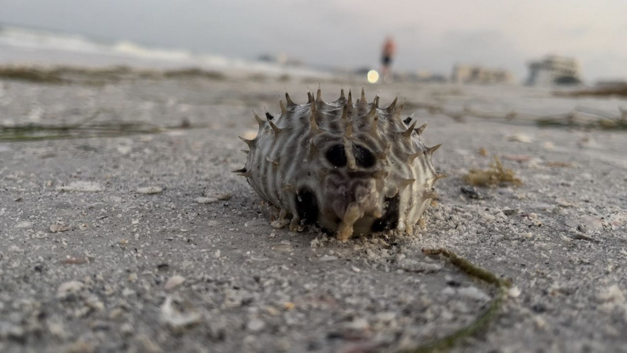 Red tide felt in St. Pete Beach as spring break approaches