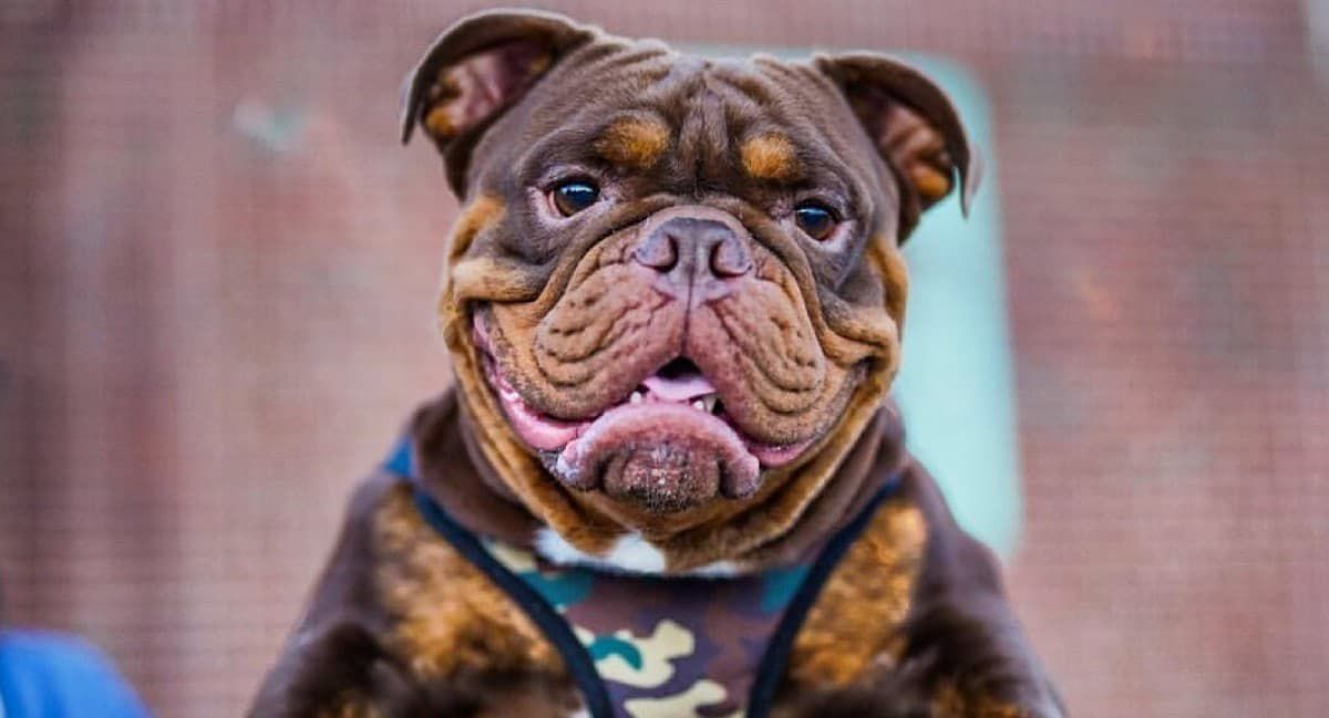 Redemption Rock Brewing opens voting for 2022 dog calendar