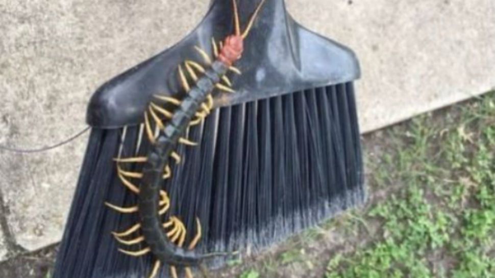 FILE- Redheaded centipede spotted at Garner State Park in West Texas. (Courtesy/Texas Parks and Wildlife, Twitter) 