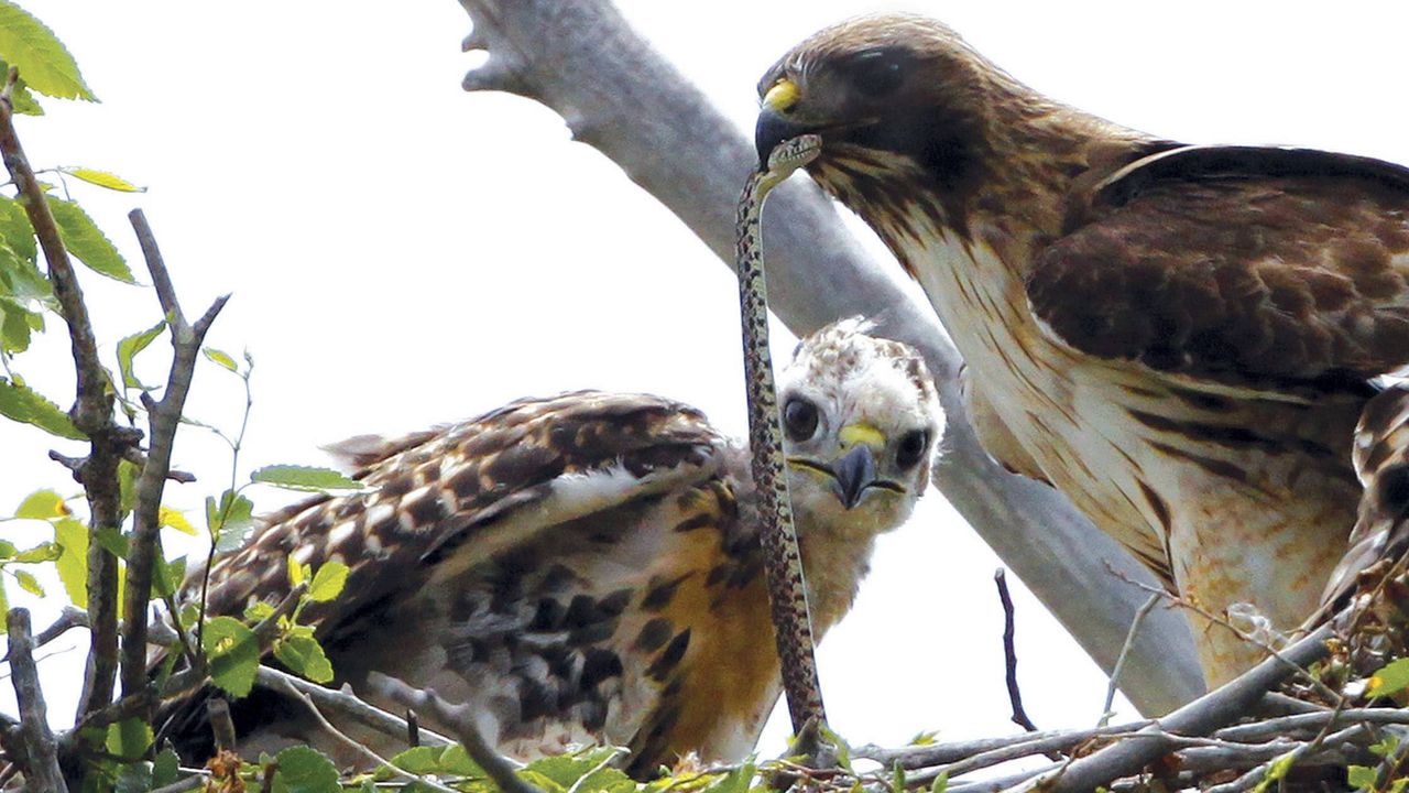 A red-tailed hawk feeding a snake to one of her young ones nested at the Rocky Mountain Wildlife Refuge in Commerce City, Colo. (AP Photo/Ed Andrieski, File)