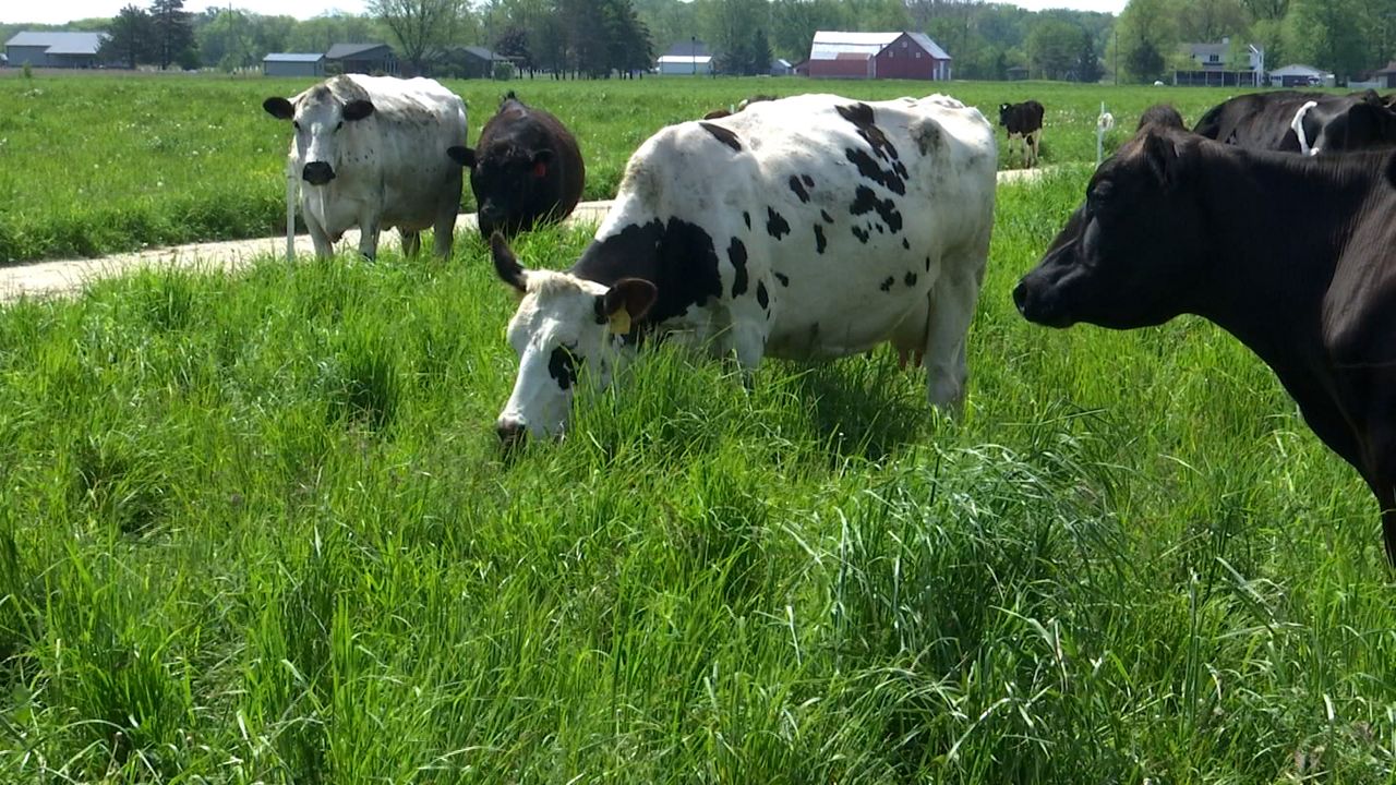 Ohio dairy farmer adopts regenerative farming techniques