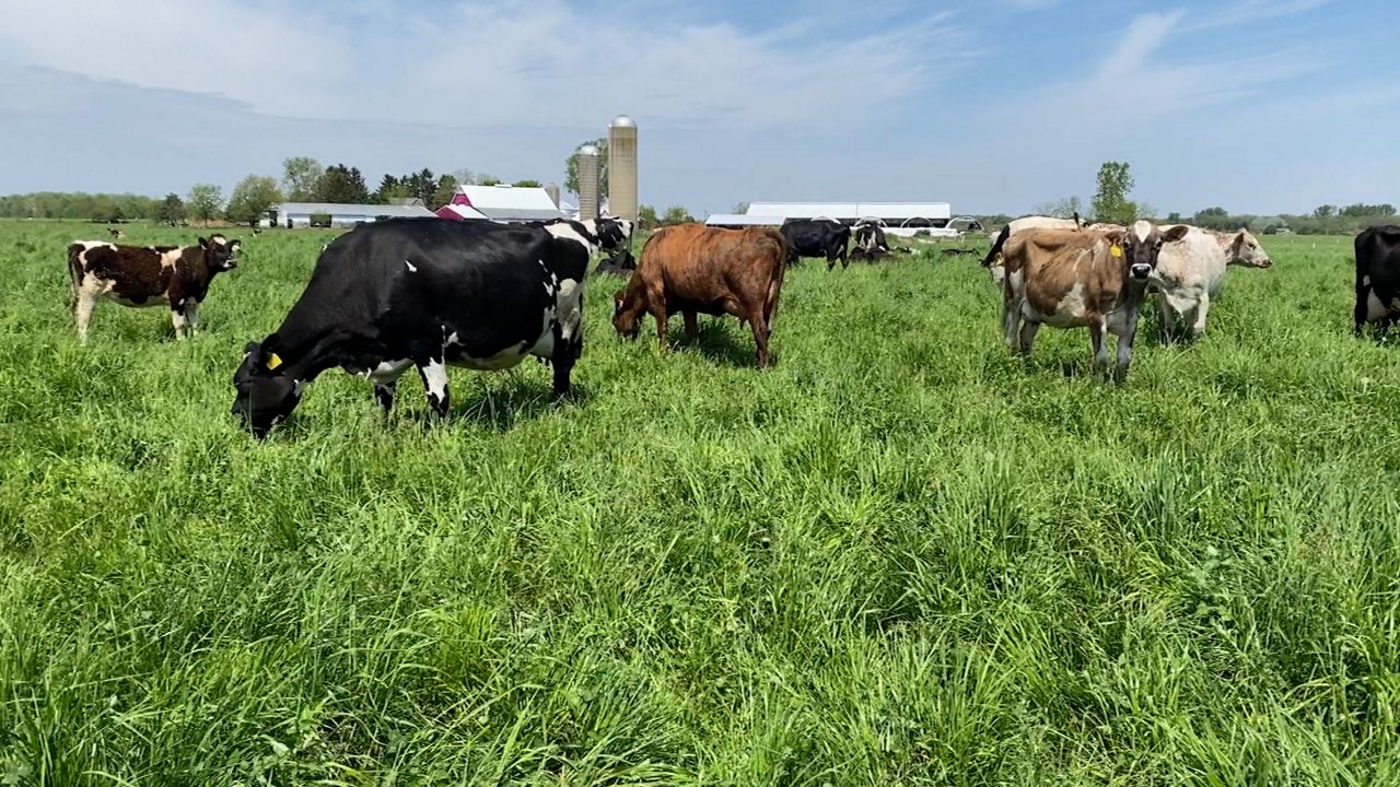 Ohio dairy farmer adopts regenerative farming techniques