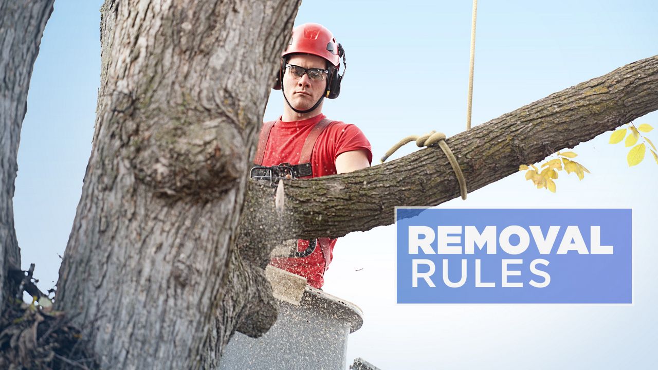 The Steps Arborists Take to Remove Trees Safely