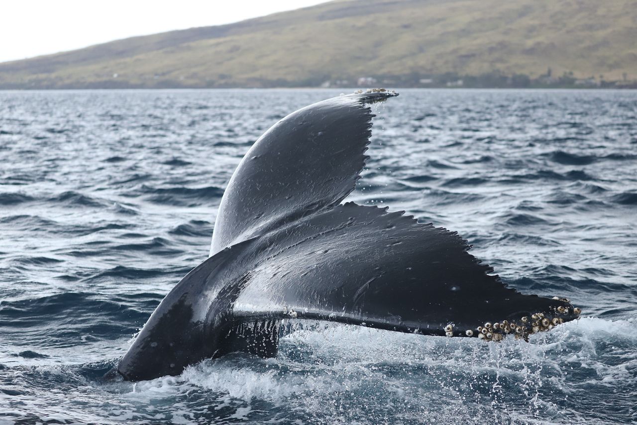 A humpback whale fluke. (Courtesy: Pacific Whale Foundation)