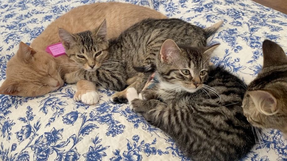 Pennellville animal rescue seeks support to replace van