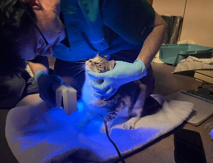 DCHS rescues 50 cats from hoarding situation