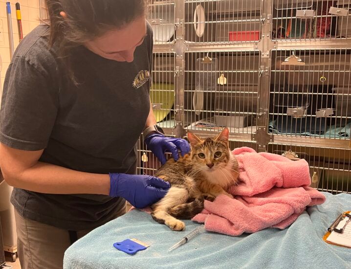 MSPCA Rescues 21 Cats, Dogs From 'Hoarding House' – NBC Boston