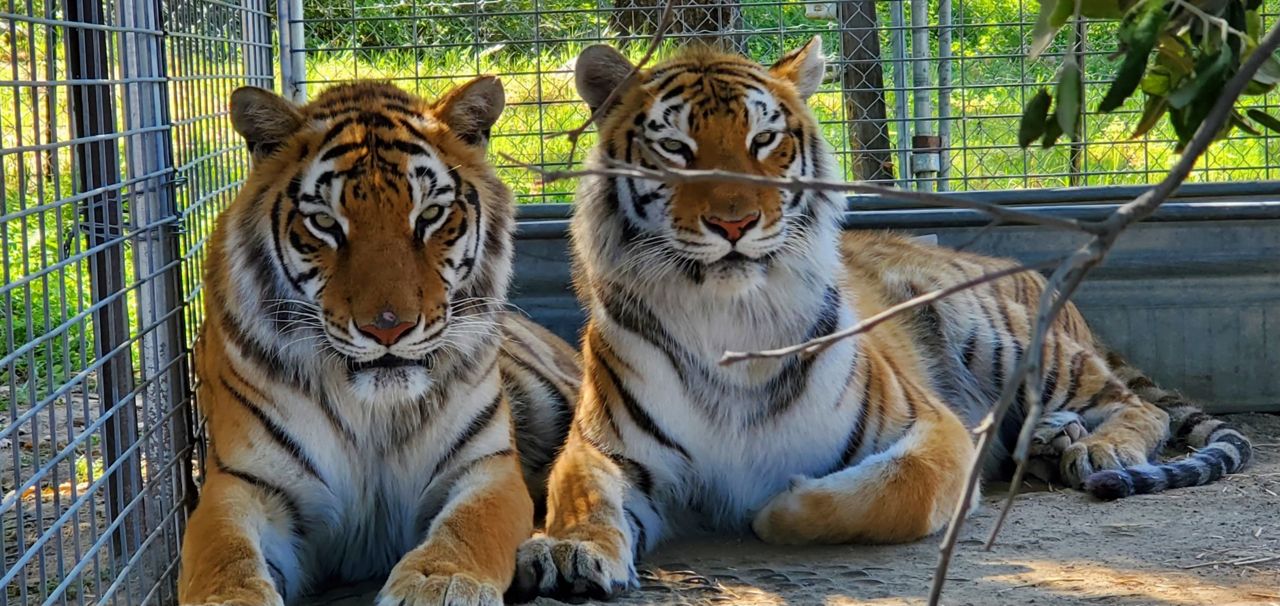 SoCal animal sanctuary houses tigers from ‘Tiger King’