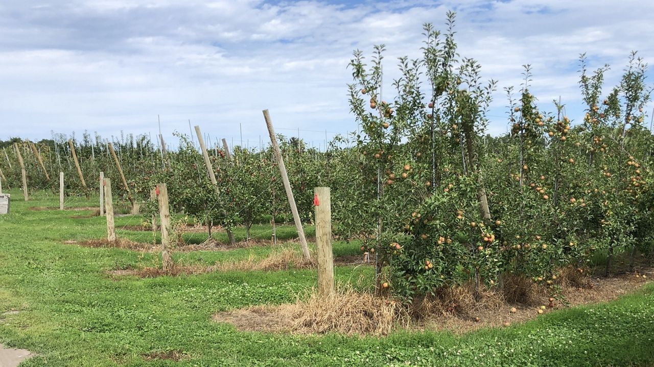 Apple Picking is Underway With New Guidelines