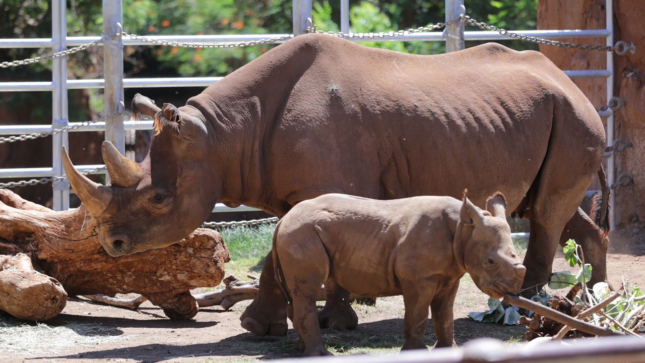 Baby rhino Akamu eats "browse," while his mother Aria stands behind him. (Brian McInnis/Spectrum News)