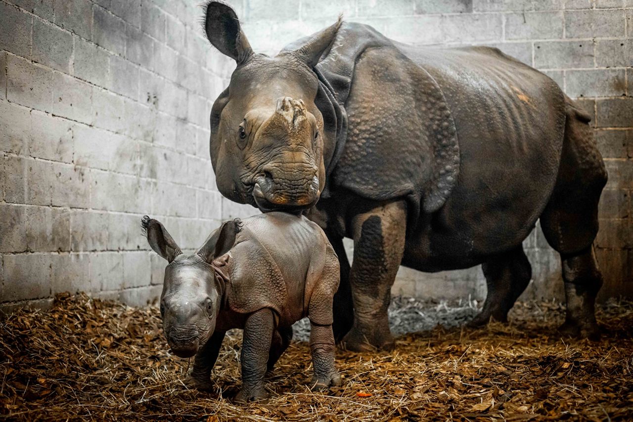 Buffalo Zoo welcomes female baby rhino