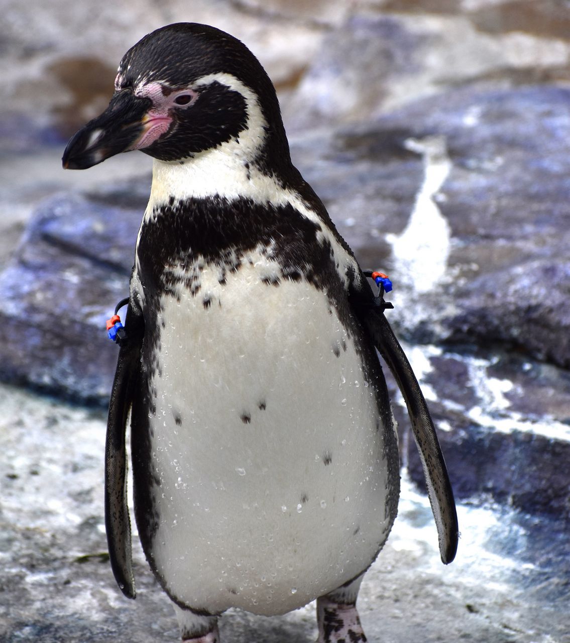 a Humboldt penguin