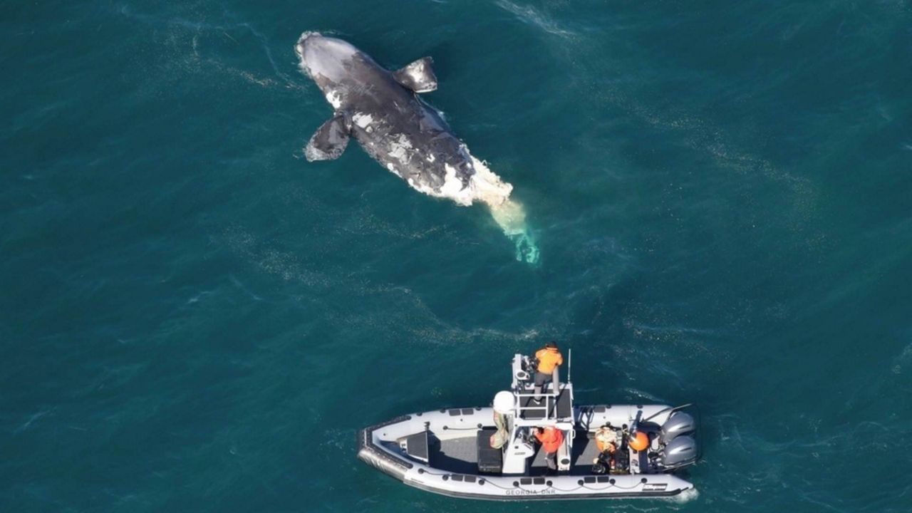 Another endangered whale was found dead off East Coast.