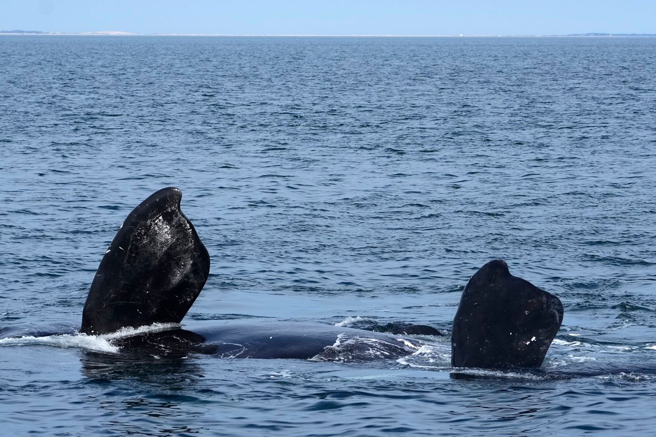 A female North Atlantic right whale rolls on her back, revealing her pectoral flippers, on Cape Cod Bay in Massachusetts, Monday, March 27. The drive to protect vanishing whales has brought profound impacts to marine industries, and those changes are accelerating as the Endangered Species Act approaches its 50th anniversary. (AP Photo/Robert F. Bukaty, NOAA permit # 21371)