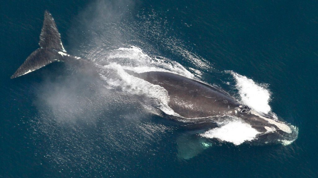 FILE - This image provided by NOAA, shows a North Atlantic right whale in the waters off New England, May 25, 2024. (NOAA via AP, File)