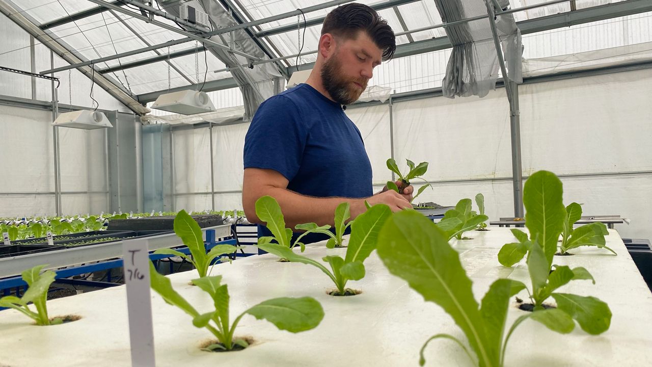 Shelbyville farm using fish to produce lettuce