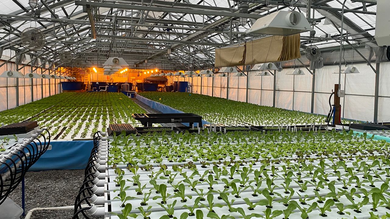 Shelbyville farm using fish to produce lettuce