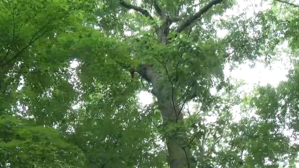 Oak wilt tree disease found in Ontario County