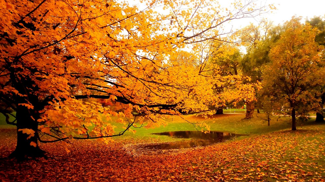 30 Days of Autumn - 14 Day Round Up 🍁, Gallery posted by sydwindow