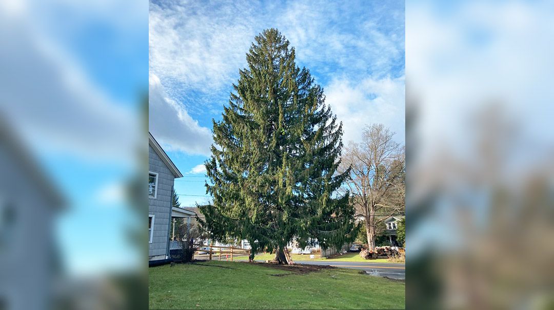 2020 A Christmas Tree Grows In Colorado