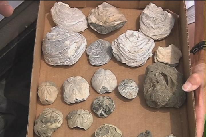 30,000,000 Year Old Fossils Wash Up On North Topsail Beach