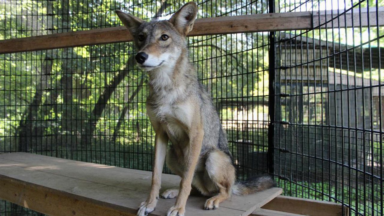 In this photo provided by Cook County Forest Preserves, Rocky, a coyote, who lives in a caged area at River Trail Nature Center is pictured in an undated photo in Northbrook, Illinois. The Cook County Forest Preserves plans to expand his space to at least 2,000 square feet, at least seven times larger than his current surroundings. Critics, however, believe Rocky should be moved to a wildlife sanctuary in Colorado. (Cook County Forest Preserves via AP)