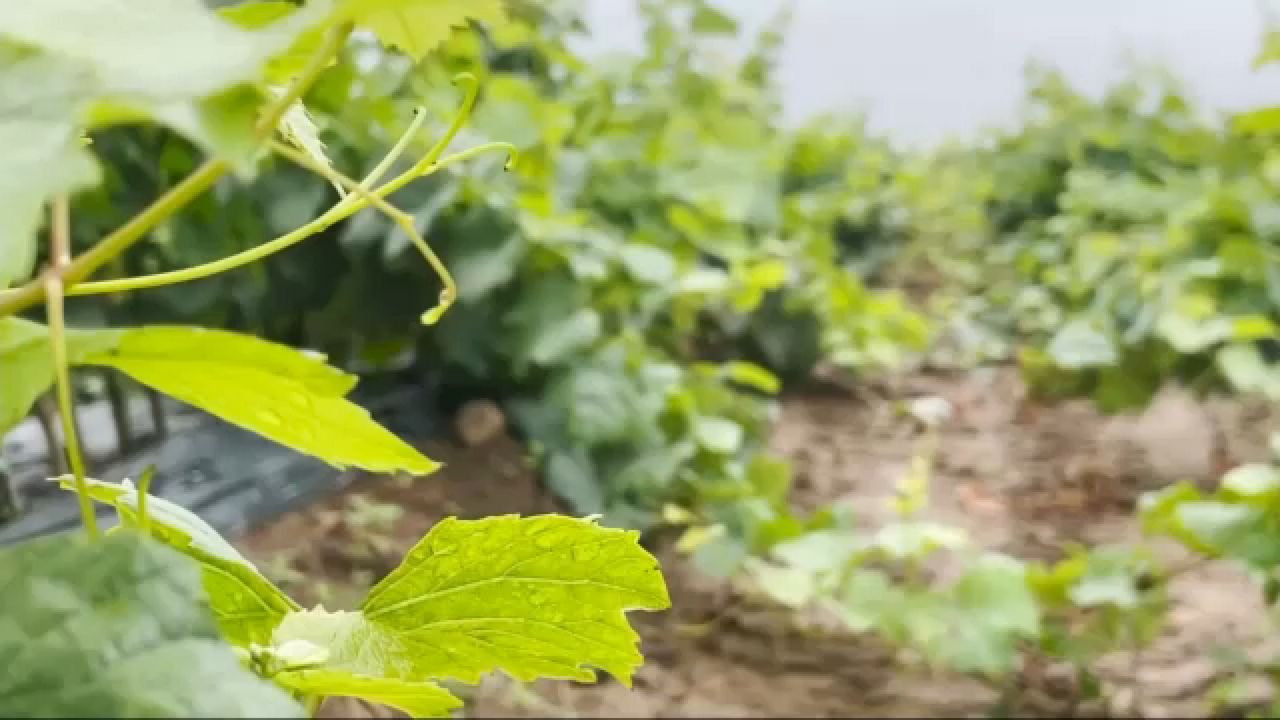 Grapevine certification program seeks to protect NY's grapes