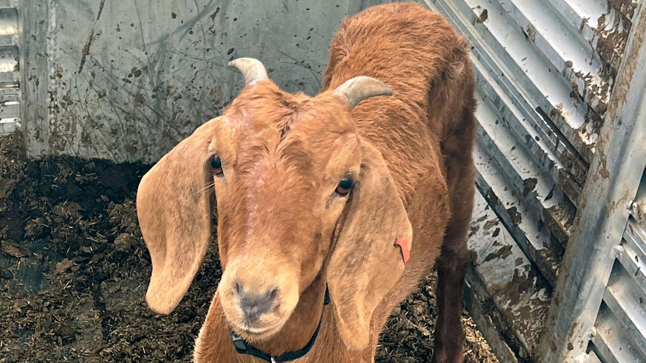 Willy the Texas rodeo goat has been found safe