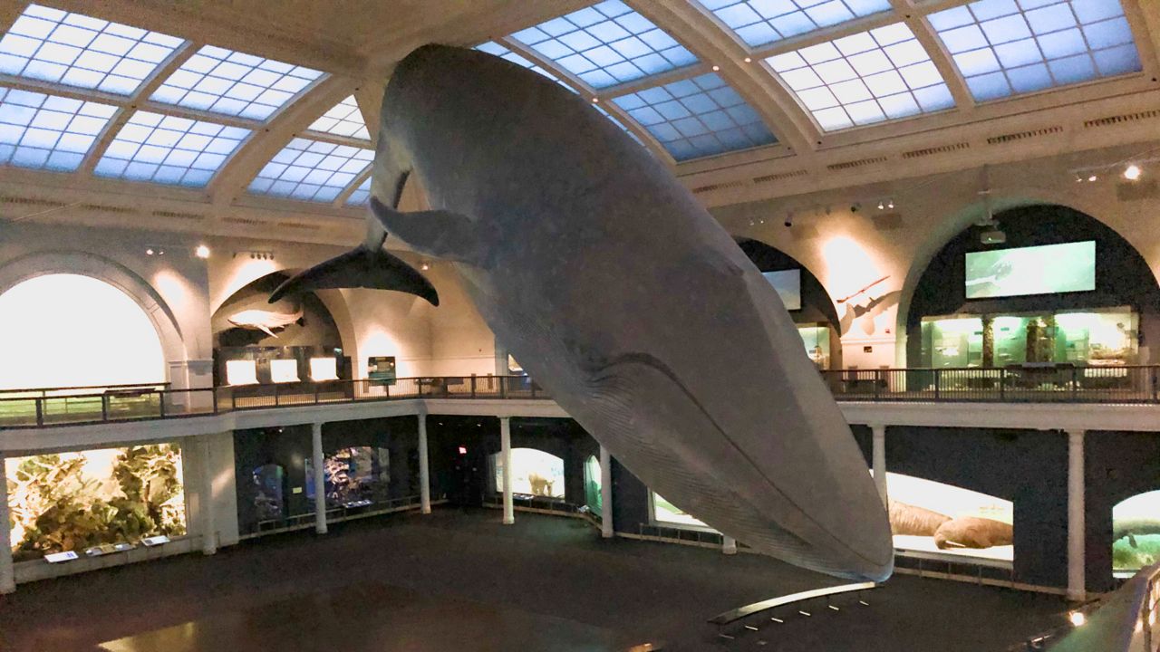 Museo de Historia Natural será centro de vacunación en NYC