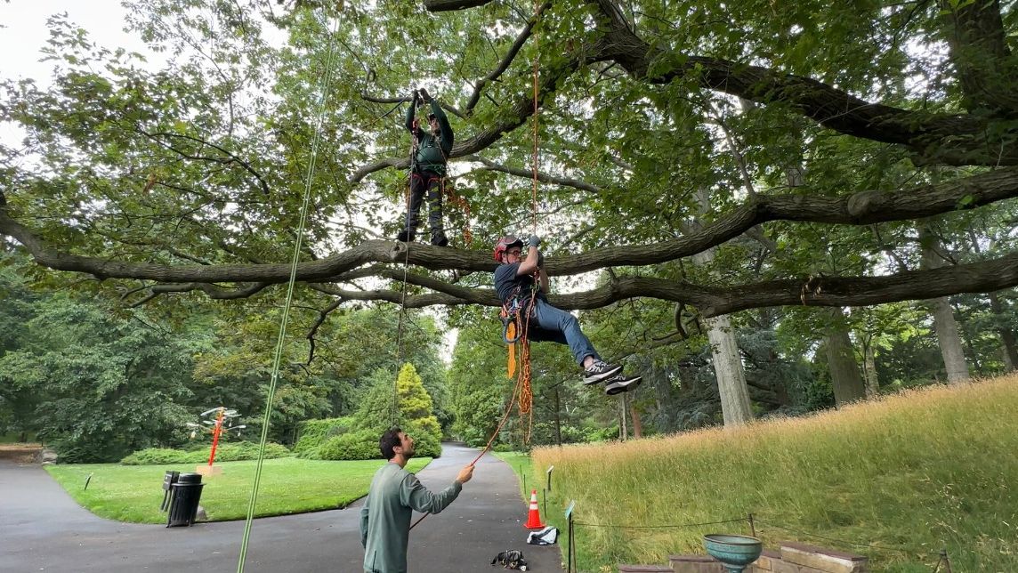 Brooklyn Botanic Garden exhibition highlights power of trees