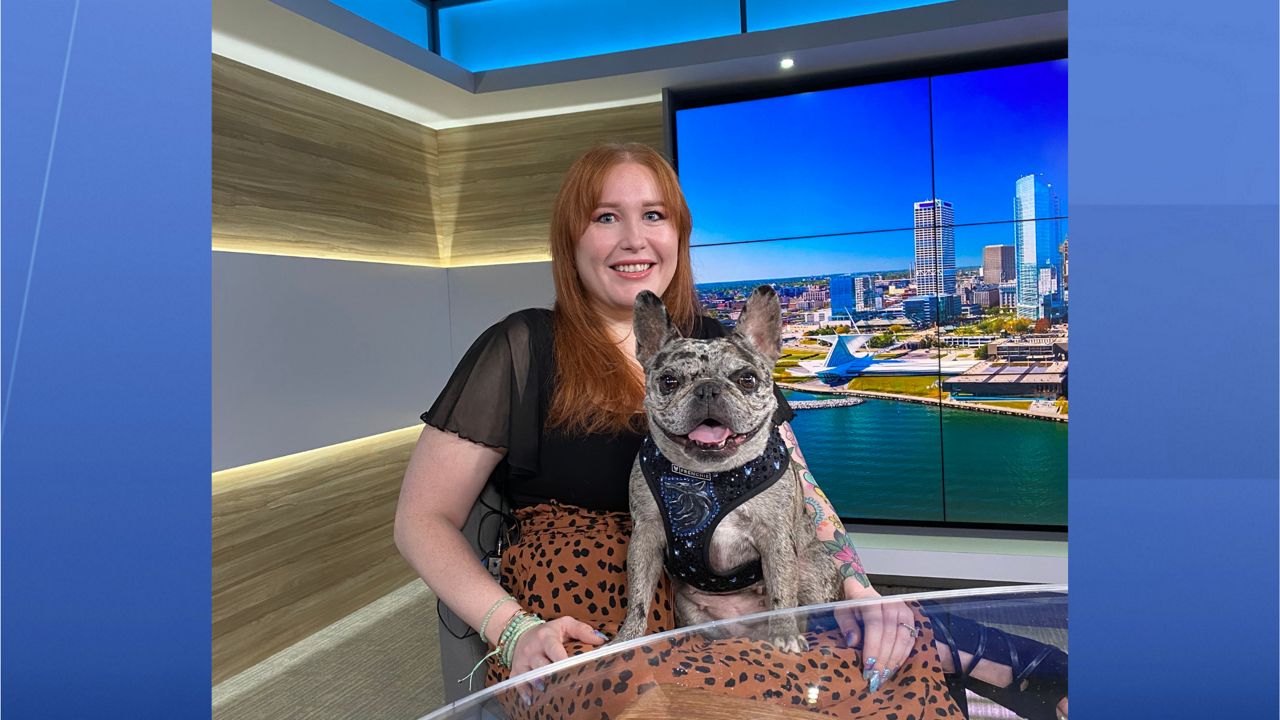 Wisconsin French Bulldog reaches international stardom