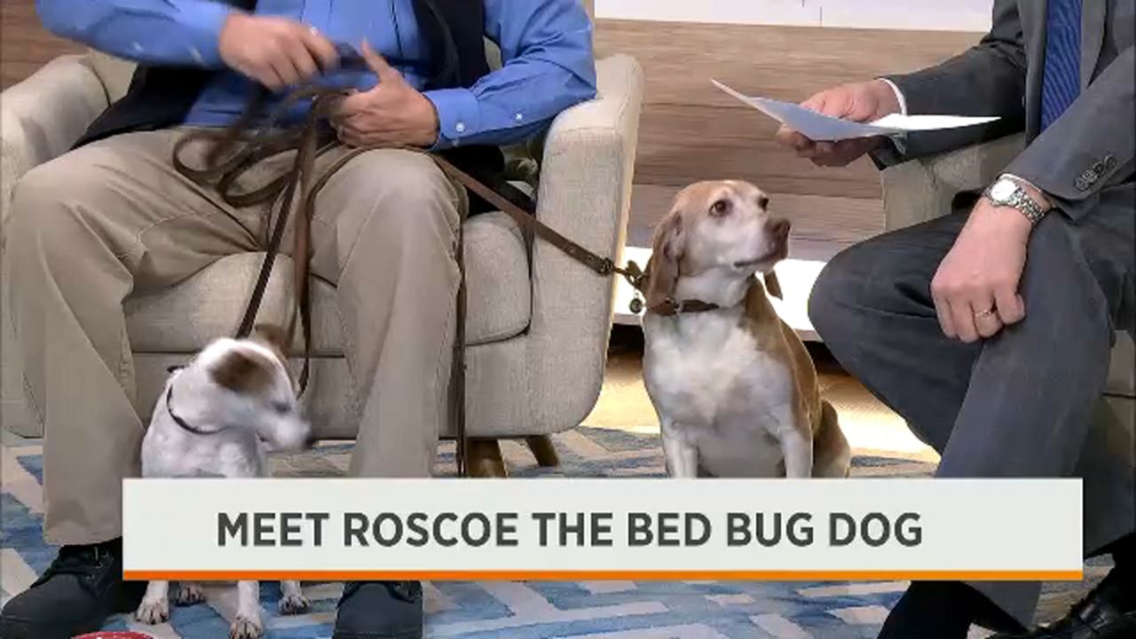 Meet Roscoe the Bed Bug Dog