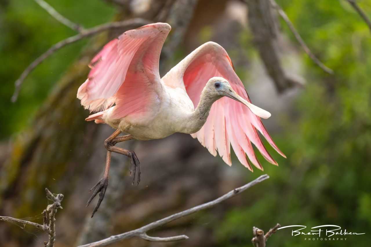 Rare pink bird seen in Wisconsin for first time in 178 years